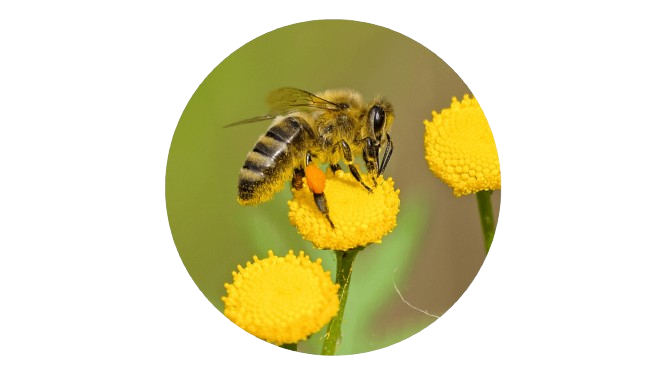Honey